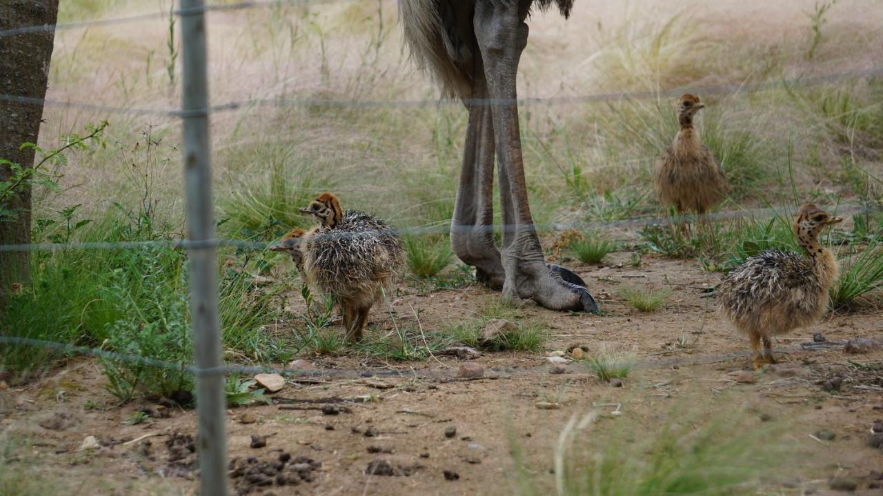 Kwetu Guest Farm Villa Swellendam Eksteriør billede