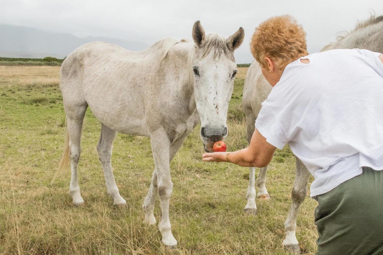 Kwetu Guest Farm Villa Swellendam Eksteriør billede